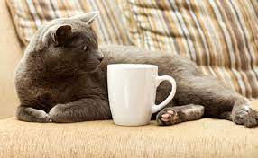 Divandan pis qoxunu necə çıxarmaq olar?